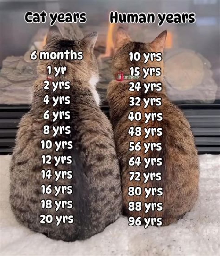 Bulent Gurcan Wikipedia And Age | How Old Is He
