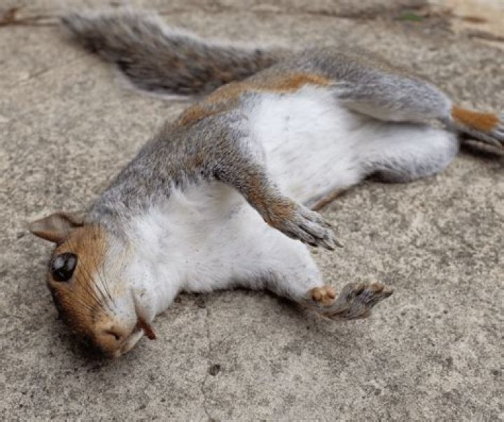 Dead Squirrel